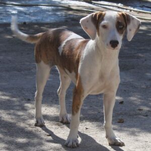 Nivara – geb. ca. 11/2024