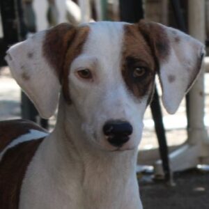 Nivara – geb. ca. 11/2024