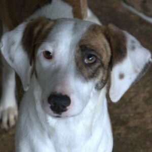 Nivara – geb. ca. 11/2024 – 53947 Nettersheim