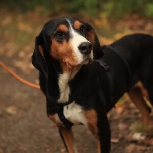 Oranda – geb. ca. 05/2022 – 30655 Hannover