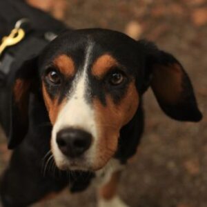 Oranda – geb. ca. 05/2022 – 30655 Hannover