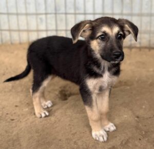 Panja – geb. ca. 08/2025