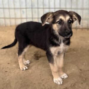 Panja – geb. ca. 08/2025