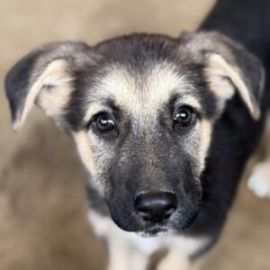Panja – geb. ca. 08/2025