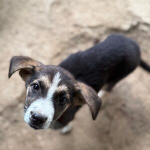 Pepita – geb. ca. 08/2025