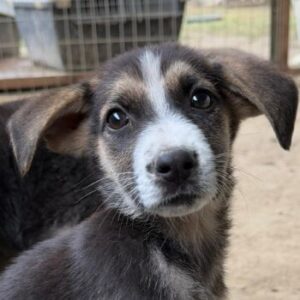 Pepita – geb. ca. 08/2025