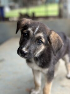 Pepito – geb. ca. 08/2025