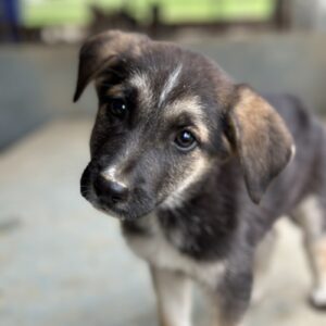 Pepito – geb. ca. 08/2025