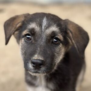 Pepito – geb. ca. 08/2025