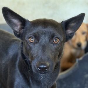 Porto – geb. ca. 01/2025