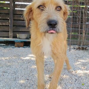 Sid – geb. ca. 08/2022