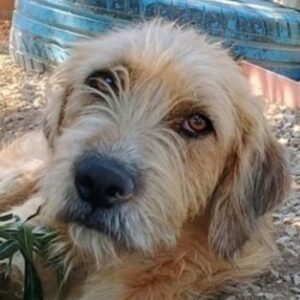 Sid – geb. ca. 08/2022