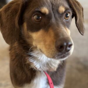 Siena – geb. ca. 10/2024 – reserviert