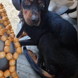 Sigma – geb. ca. 04/2024