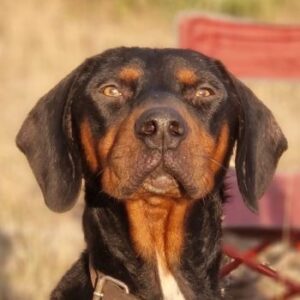 Sigma – geb. ca. 04/2024