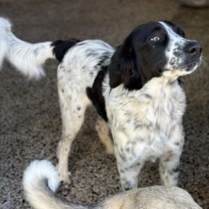 Silas – geb. ca.10/2024