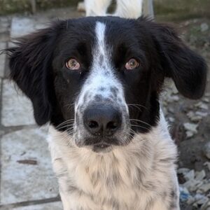 Silas – geb. ca.10/2024