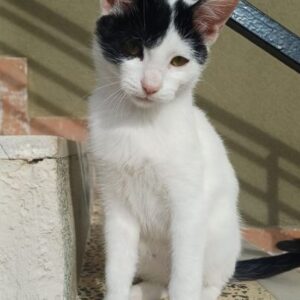 Siroka – geb. ca. 06/2025