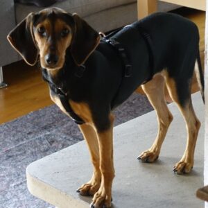 Solen – geb. ca. 04/2025 – 79733 Görwihl