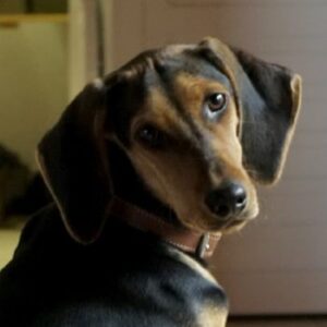 Solen – geb. ca. 04/2025 – 79733 Görwihl