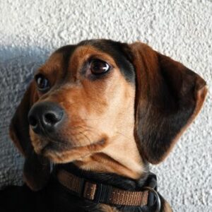 Solen – geb. ca. 04/2025 – 79733 Görwihl