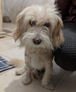 Suki – geb. ca. 10/2023