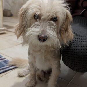 Suki – geb. ca. 10/2023