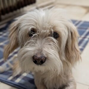 Suki – geb. ca. 10/2023