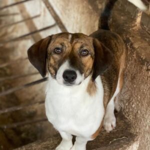 Tanu – geb. ca. 11/2024