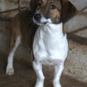 Tanu – geb. ca. 11/2024