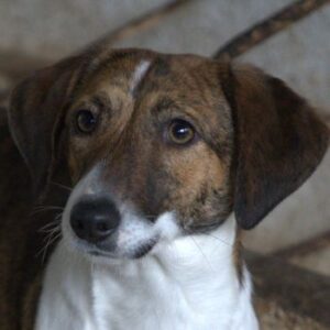 Tanu – geb. ca. 11/2024