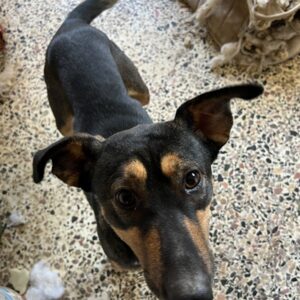 Ajax – geb. ca. 11/2024