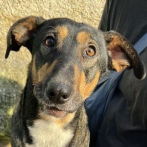 Ajax – geb. ca. 11/2024