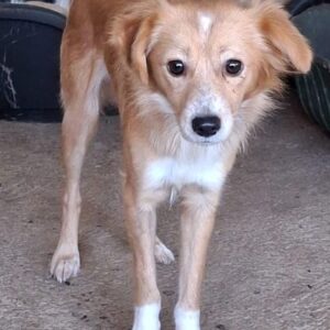 Alani – geb. ca. 05/2024