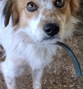 Anselm – geb. ca. 12/2022