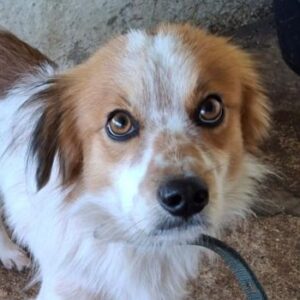 Anselm – geb. ca. 12/2022