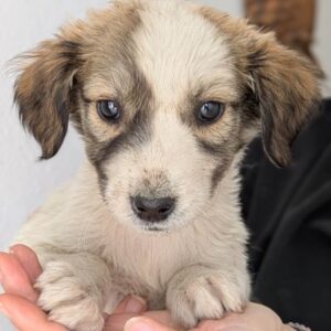 Aurelia – geb. ca. 07/2025