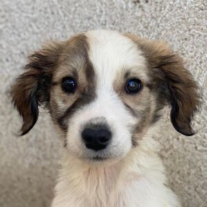 Aurelia – geb. ca. 07/2025