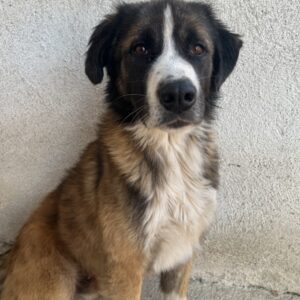 Beetles – geb. ca. 11/2024