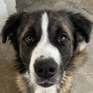 Beetles – geb. ca. 11/2024