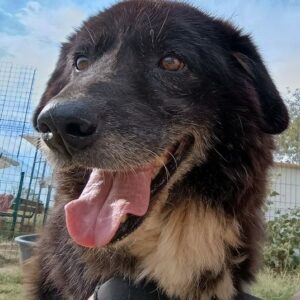 Betty-Boo – geb. ca. 01/2014