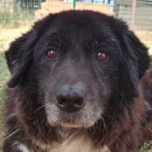 Betty-Boo – geb. ca. 01/2014