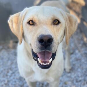 Boq – geb. ca. 07/2023