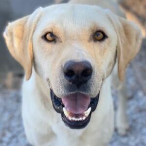 Boq – geb. ca. 07/2023