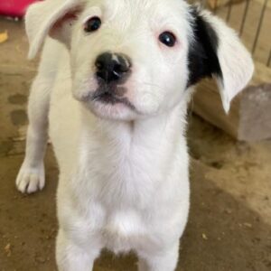 Cherry – geb. ca. 08/2025 – reserviert