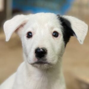 Cherry – geb. ca. 08/2025 – reserviert