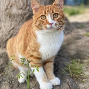 Collin – geb. ca. 07/2025 – reserviert