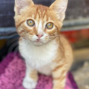 Collin – geb. ca. 07/2025