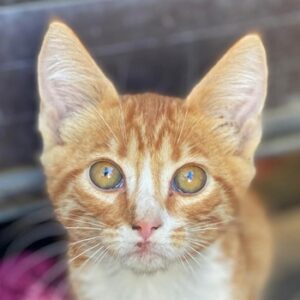 Collin – geb. ca. 07/2025