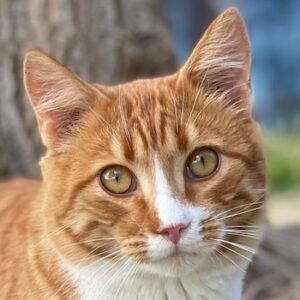 Collin – geb. ca. 07/2025 – reserviert